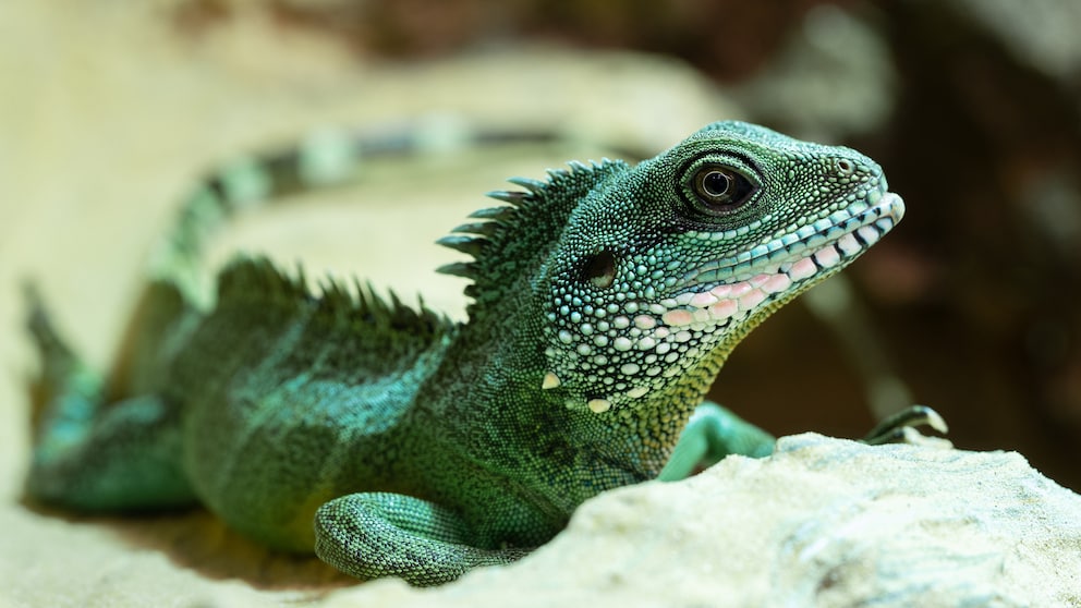 Nahaufnahme einer Grünen Wasseragame (Physignathus cocincinus) auf einem Stein