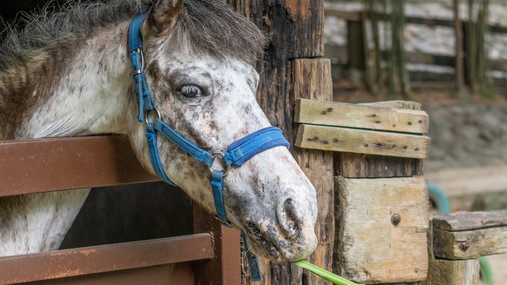 Ein Pferd wird unerlaubt mit Sellerie gefüttert