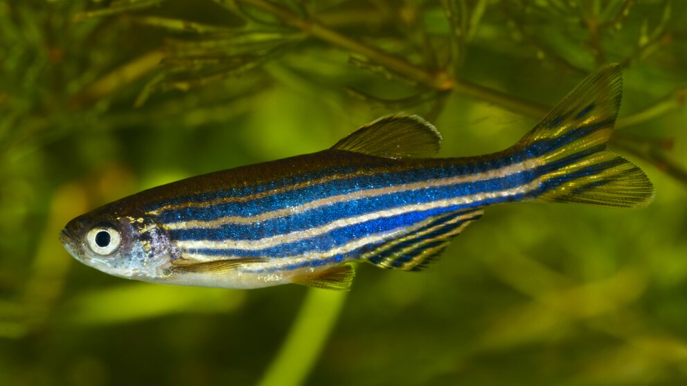 Ein Zebrabärbling schwimmt durchs Aquarium