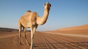 Ein Dromedar (Camelus Dromedarius) läuft durch Wüstensand