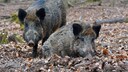 Wildschweine nehmen über die Trüffelsuche radioaktive Schadstoffe auf