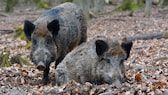 Wildschweine nehmen über die Trüffelsuche radioaktive Schadstoffe auf