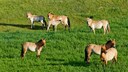 Przewalski-Pferde lebten einst wild in der Mongolei und in China – heute sind sie vom Aussterben bedroht und nur noch in Gefangenschaft oder in Reservaten zu finden