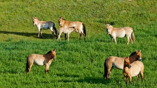 Przewalski-Pferde lebten einst wild in der Mongolei und in China – heute sind sie vom Aussterben bedroht und nur noch in Gefangenschaft oder in Reservaten zu finden