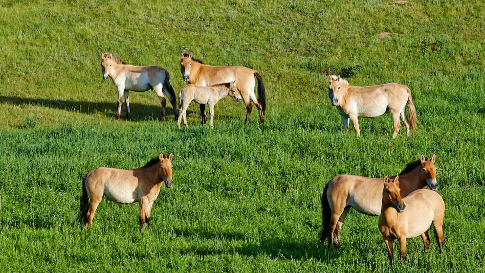 Przewalski-Pferde lebten einst wild in der Mongolei und in China – heute sind sie vom Aussterben bedroht und nur noch in Gefangenschaft oder in Reservaten zu finden