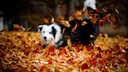 Herbstgrasmilben k&ouml;nnen Katzen und Hunde befallen und lauern an verschiedenen Orten &ndash; auch in Laubhaufen