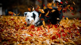 Herbstgrasmilben können Katzen und Hunde befallen und lauern an verschiedenen Orten – auch in Laubhaufen