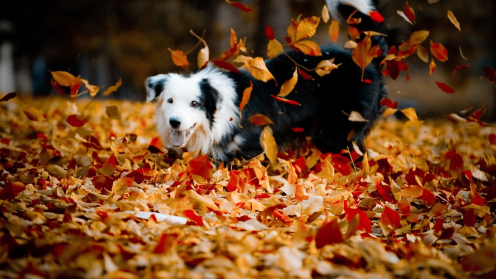 Herbstgrasmilben können Katzen und Hunde befallen und lauern an verschiedenen Orten – auch in Laubhaufen