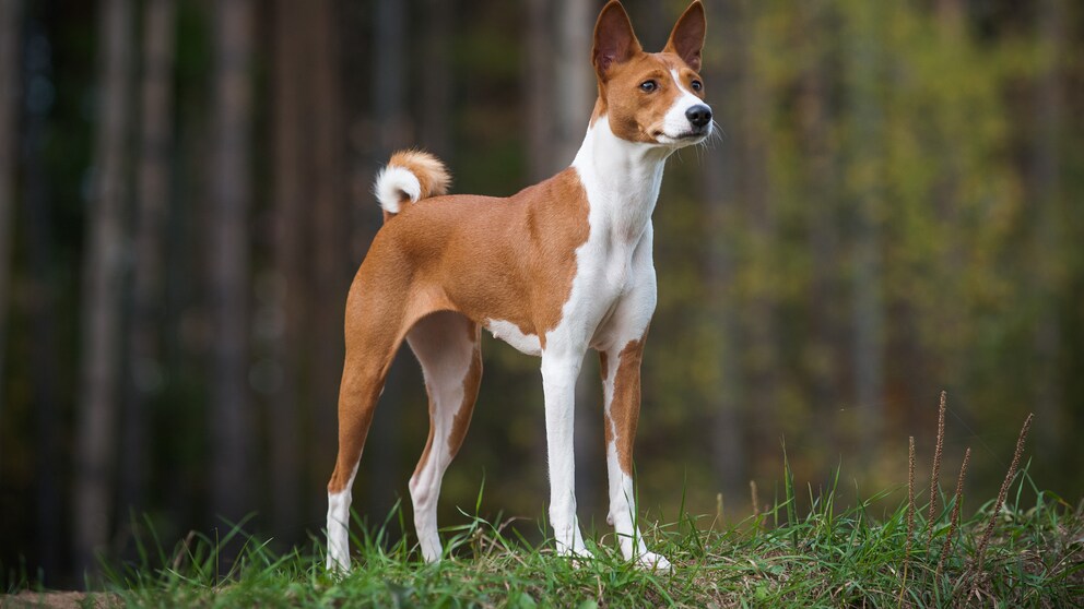 Ein junger Basenji posiert am Rande eines Waldes