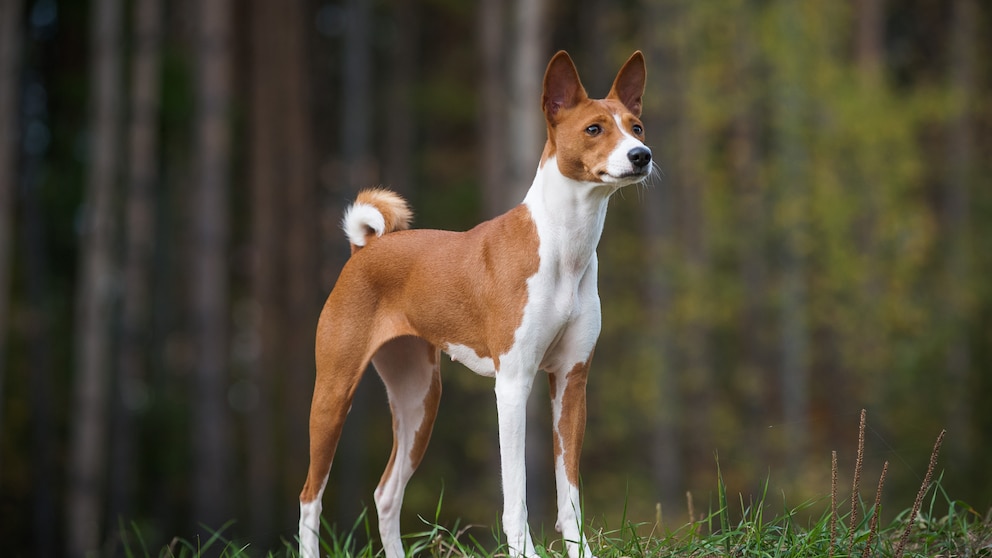 Ein junger Basenji posiert am Rande eines Waldes