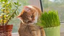 Eine Katze schnüffelt interessiert an Katzengras