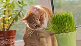 Eine Katze schnüffelt interessiert an Katzengras