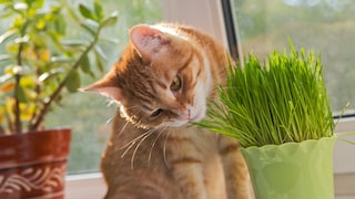 Eine Katze schnüffelt interessiert an Katzengras