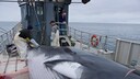 Walfänger auf dem Walfangboot Hrafnreydur KO-100 in Island bei den Vorbereitungen für das Häuten