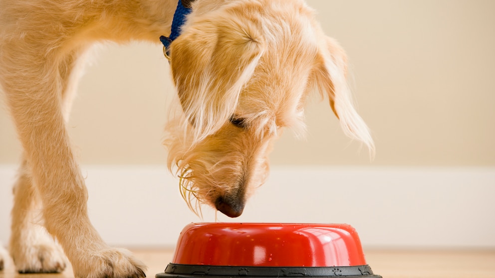 Hagebutte ist eine Superfrucht, aber dürfen Hunde die fressen?