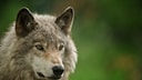 Porträt-Aufnahme eines Grauwolfes auf grünem Hintergrund