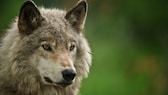 Porträt-Aufnahme eines Grauwolfes auf grünem Hintergrund