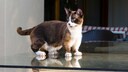 Eine Katze der Rasse Munchkin, steht auf einer Glasplatte