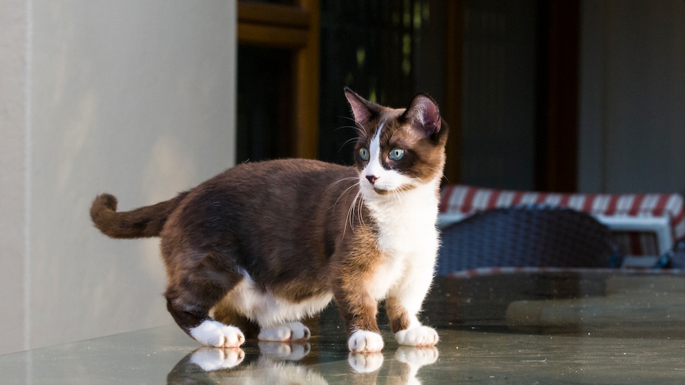 Eine Katze der Rasse Munchkin, steht auf einer Glasplatte