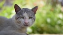 Ein alter, kranker Streunerkater schaut traurig