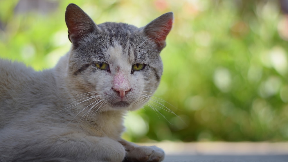 Ein alter, kranker Streunerkater schaut traurig