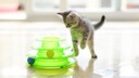 Kleine Katze mit einem grünen Spielzeug