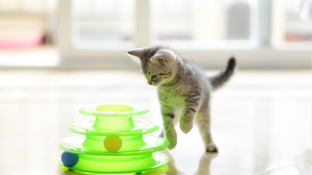 Kleine Katze mit einem grünen Spielzeug