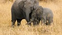 Zwei Afrikanische Elefanten kuscheln in der Savanne