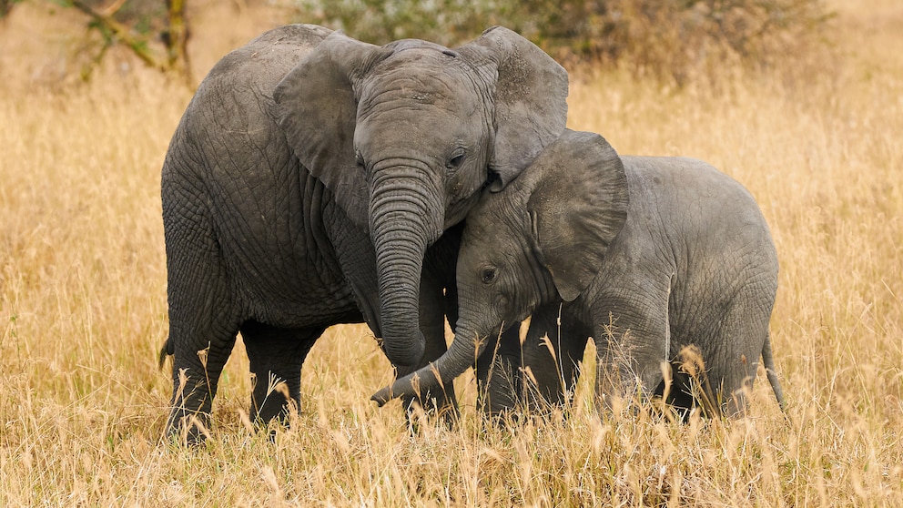 Zwei Afrikanische Elefanten kuscheln in der Savanne