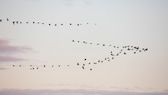 Im Nationalpark Vorpommersche Boddenlandschaft befinden sich Kraniche auf dem Vogelzug in Richtung Süden