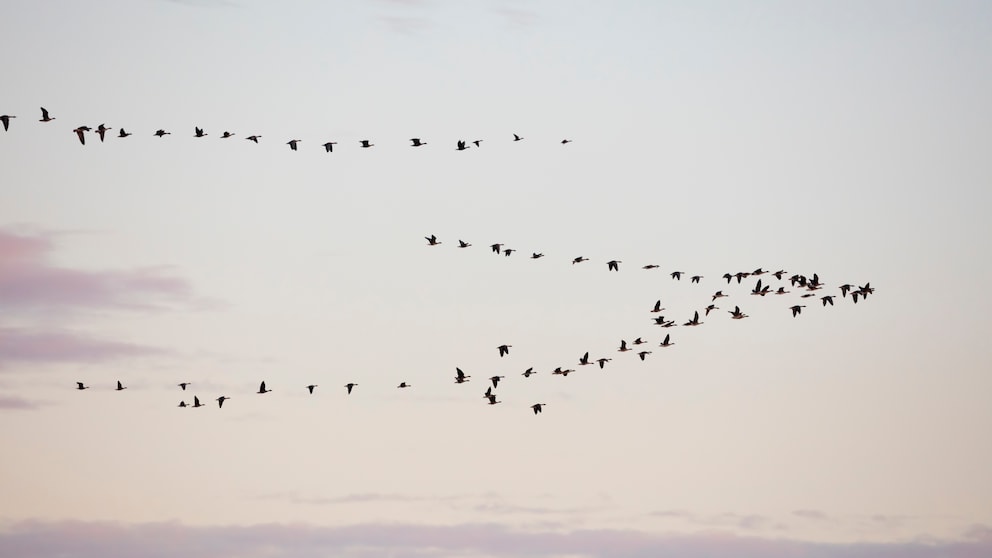 Im Nationalpark Vorpommersche Boddenlandschaft befinden sich Kraniche auf dem Vogelzug in Richtung Süden