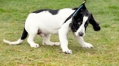 Cockerspaniel, der sich gegen die Leine stemmt und nicht mitgehen will