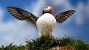 Ein Papageientaucher steht an der Küste Islands und setzt zum Flug an