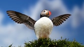 Ein Papageientaucher steht an der Küste Islands und setzt zum Flug an