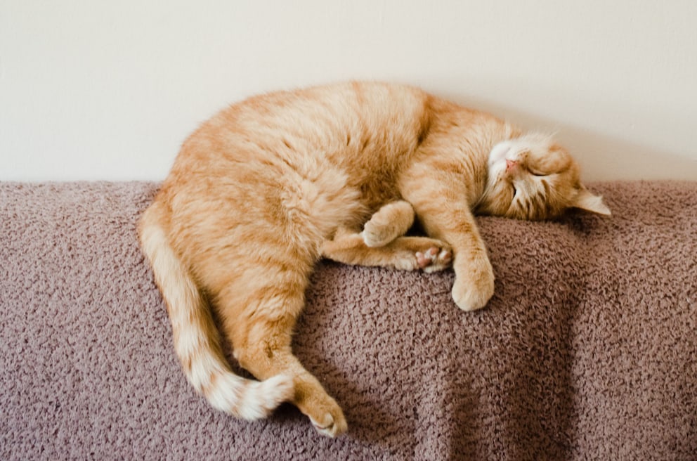 Wie Lange Schlafen Katzen Täglich Wie lange und in welcher Position Katzen wirklich schlafen - PETBOOK