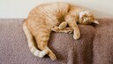 Der Anblick einer schlafenden Katze ist keine Seltenheit. Dabei befinden sich die Vierbeiner in den interessantesten Schlafpositionen