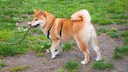 Ein junger Shiba Inu, der mit einem Stock spielt. Die Hunderasse aus Japan hat viel Energie und Bewegungsdrang