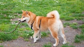 Ein junger Shiba Inu, der mit einem Stock spielt. Die Hunderasse aus Japan hat viel Energie und Bewegungsdrang