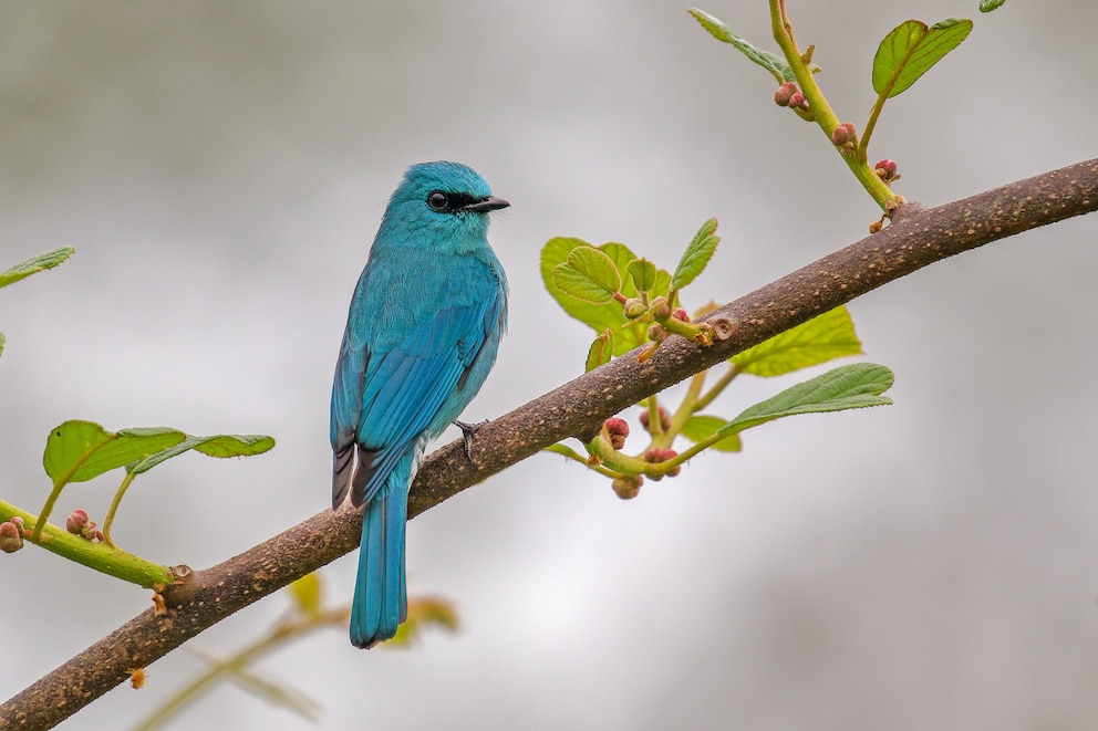 Dieser strahlend blaue Vogel in einem Hotelgarten in Indien wurde vom 11-jährigen Arko Saha fotografiert