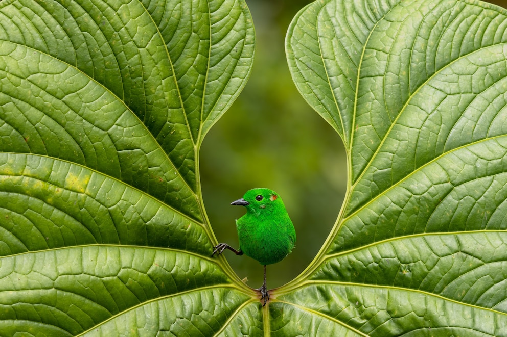 Dieser seltene und schillernde Vogel ist inmitten eines herzförmigen Blatts perfekt inszeniert