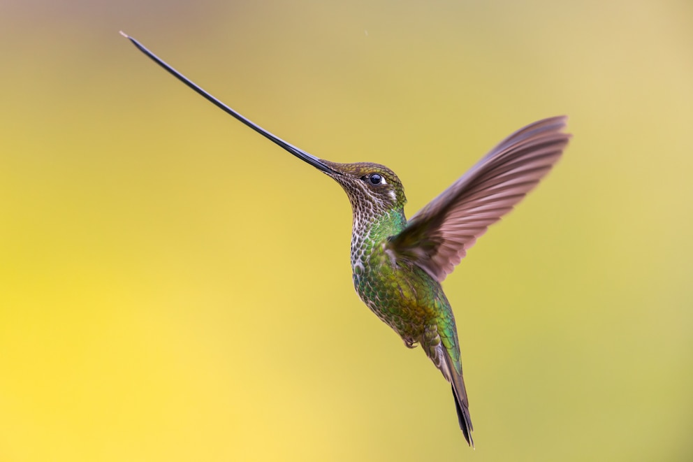 Dieser kleine Vogel befindet sich im Anflug auf Blüten voller Nektar, die er mit seinem langen Schnabel erreichen kann