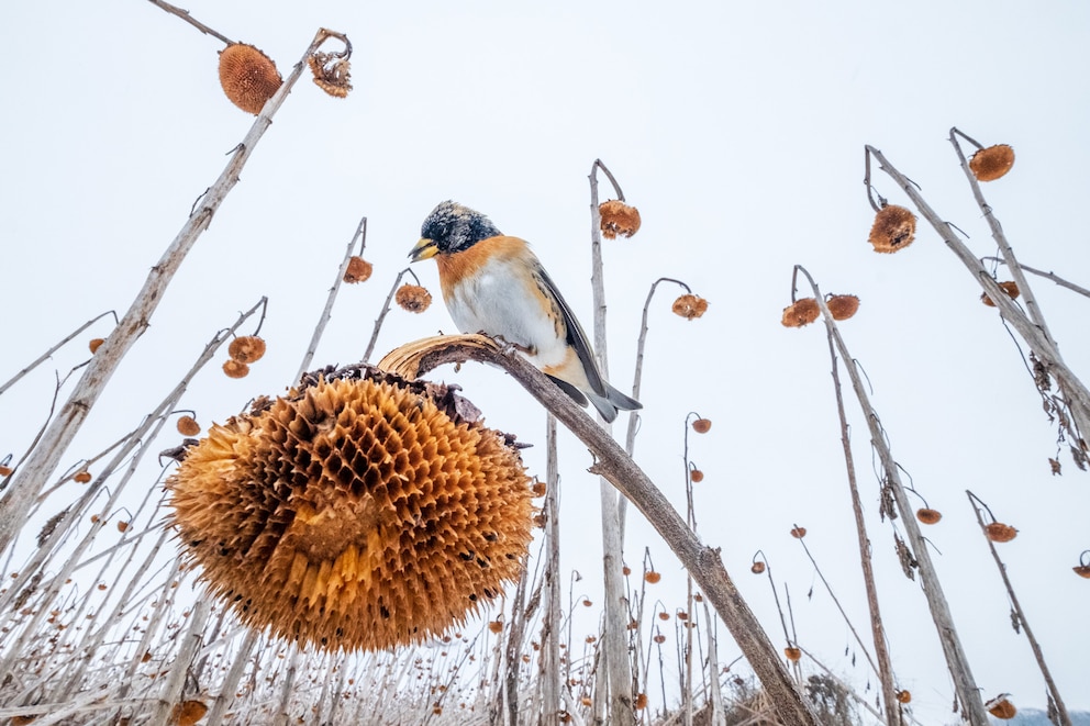 Ein Vogel pickt sich verbliebene Samen aus einer vertrockneten Sonnenblume heraus