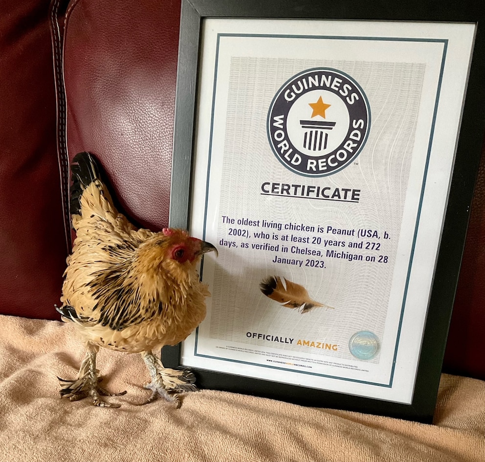 Peanut mit ihrer Urkunde, die ihr bescheinigt, das älteste lebende Huhn der Welt zu sein