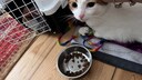 Kater Remo noch ganz sediert nach seiner ersten Blutuntersuchung