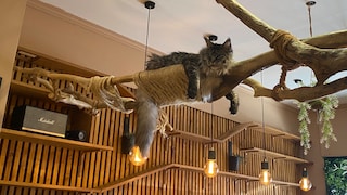 Im Katzencafé „La Ronronnerie“ fühlt sich Kayda auf ihrem Ast pudelwohl