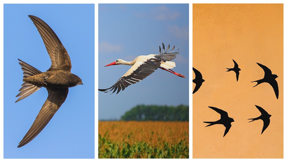 Verscchiedene Zugvögel Mauersegler, Weißstorch und Mehlschwalbe