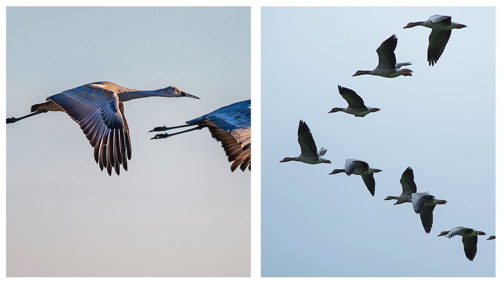 Zugvögel: Kraniche und Gänse