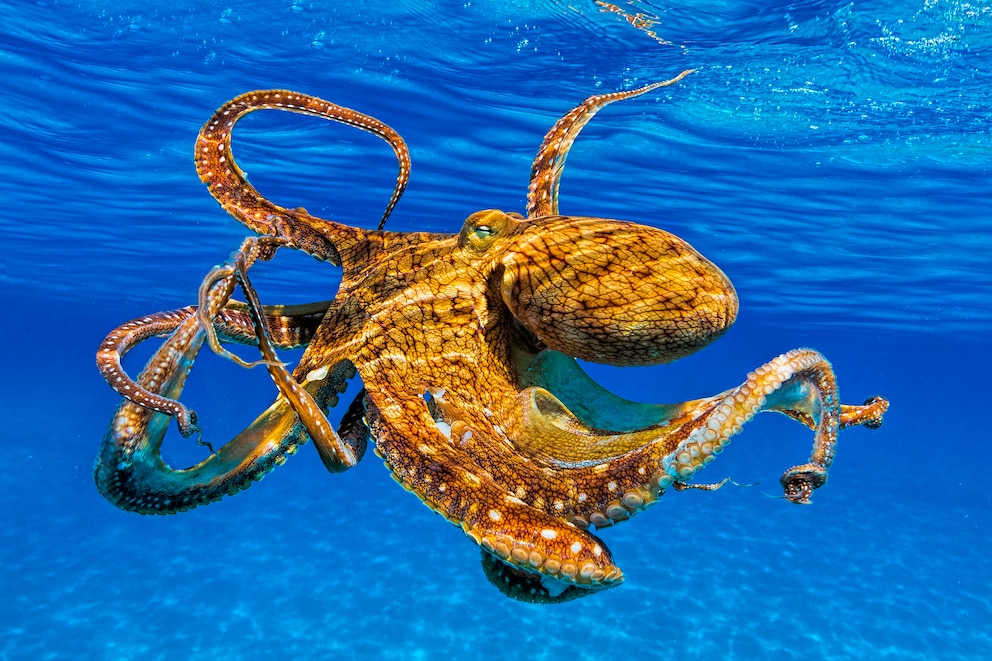 Oktopus unter der Wasseroberfläche