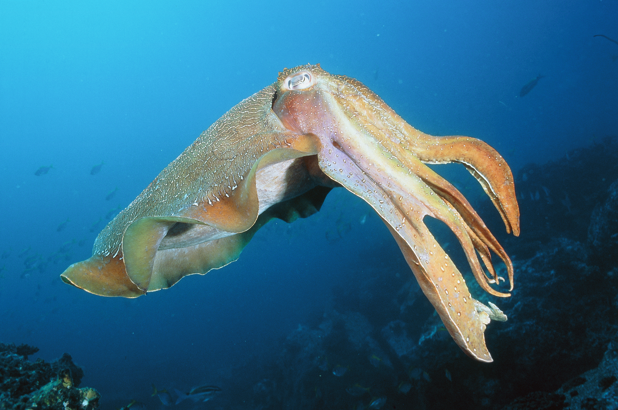 Calamari, Tintenfisch, Oktopus: Das sind die Unterschiede - PETBOOK