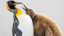 Mit diesem Foto gelang dem Schweizer Levi Fitze der zweite Platz in der Kategorie „Comedy“. 
Er beobachtete Königspinguine auf Saunders Island im Atlantischen Ozean und bemerkte, wie sehr ihr Verhalten manchmal dem von Menschen ähnelt. Dieses Jungtier bettelte so lange, bis der verärgerte Erwachsene davonlief. Die Tatsache, dass das Jungtier massiver war als der Erwachsene, lässt jedoch auf eine insgesamt gute Erziehung schließen